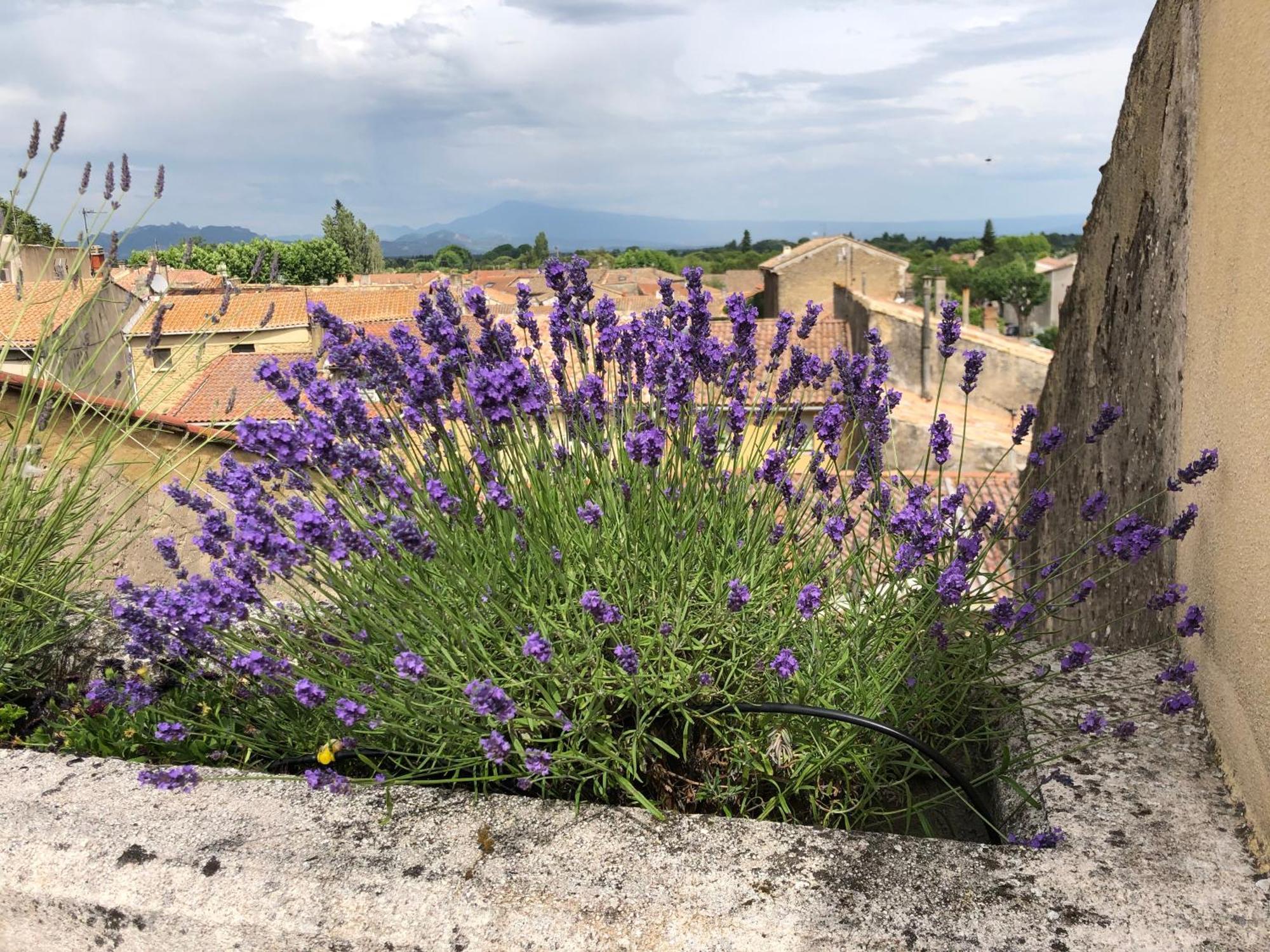 Entre Vignes Et Dentelles Hotel Courthezon Bagian luar foto